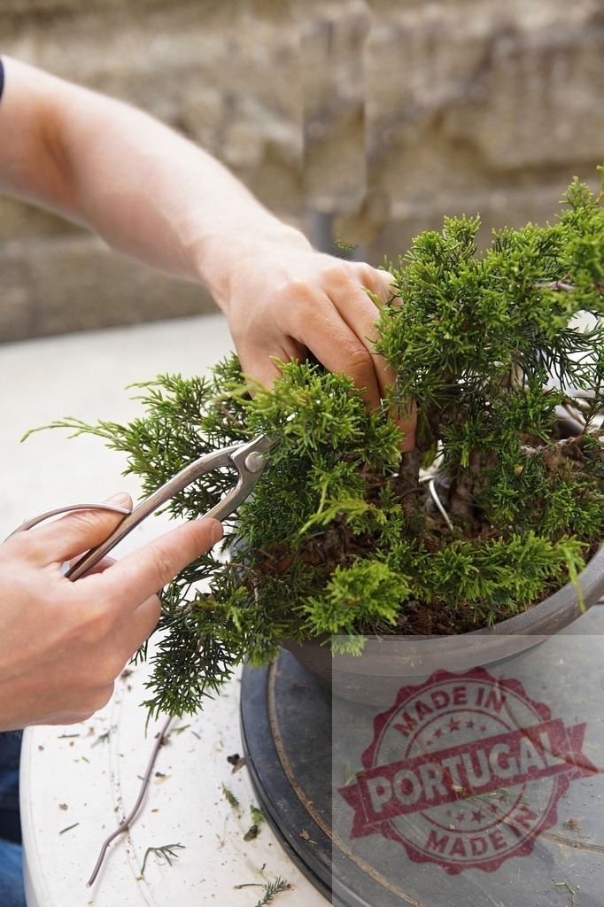 Person pruning bonsai tree for plant care hobby | Person's hands carefully shaping a small evergreen bonsai tree with pruning tools - Realisiert mit Pictrs.com