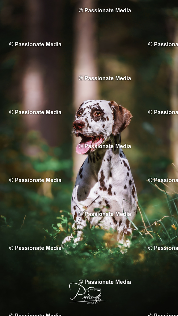 DSC06288 | Passionate Media, dein Fotograf aus Brandenburg, Märkisch Oderland, im Bereich Motorsport, Autos und Motorräder sowie Events und auch Hunde. Shootings oder auch Eventbegleitungen können bei mir gebucht we