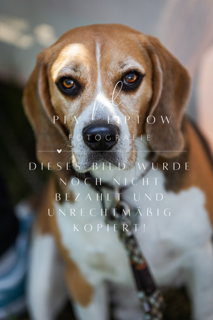 IMGT6010 | pl-fotografie