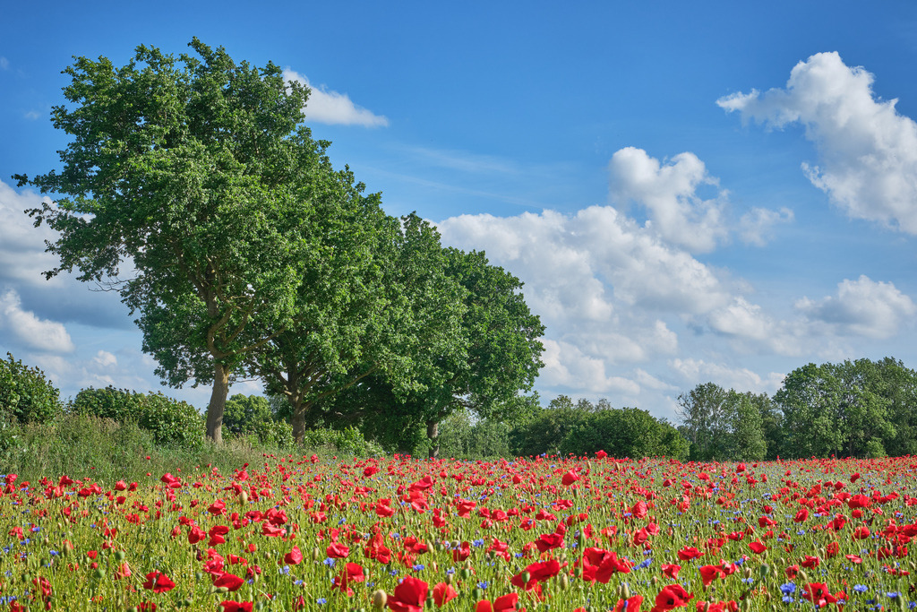 DSCF5085 | Entdecken Sie hochwertige Fotoprodukte für Ihr Zuhause, Büro oder als besonderes Geschenk.rpixel.de bietet Ihnen exklusive Fotografien aus den Bereichen Natur, Landschaft und Motiven vom Meer.Einfach direkt im Online-Shop bestellen. - Realisiert mit Pictrs.com