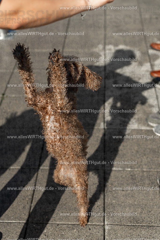 Hundeschwimmen_Volksbad_2026-allesWIRTHgut_Tierfotografie-2609061539-7R501688 | Professionelle Tierfotografie in Mönchengladbach von Daniel Wirth (allesWIRTHgut). Liebevolle & natürliche Bilder von Hunden & Katzen für unvergessliche Erinnerungen.