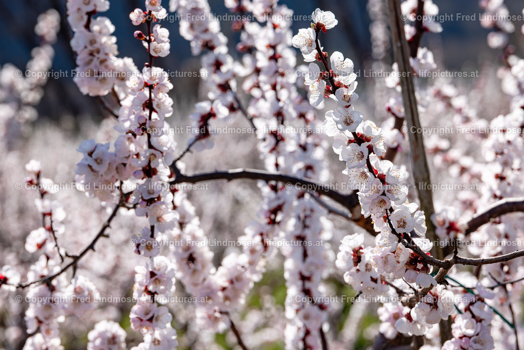 Wachau 04042025 _ Fred Lindmoser-6925 | Fotos und Fotoprodukte - Realisiert mit Pictrs.com