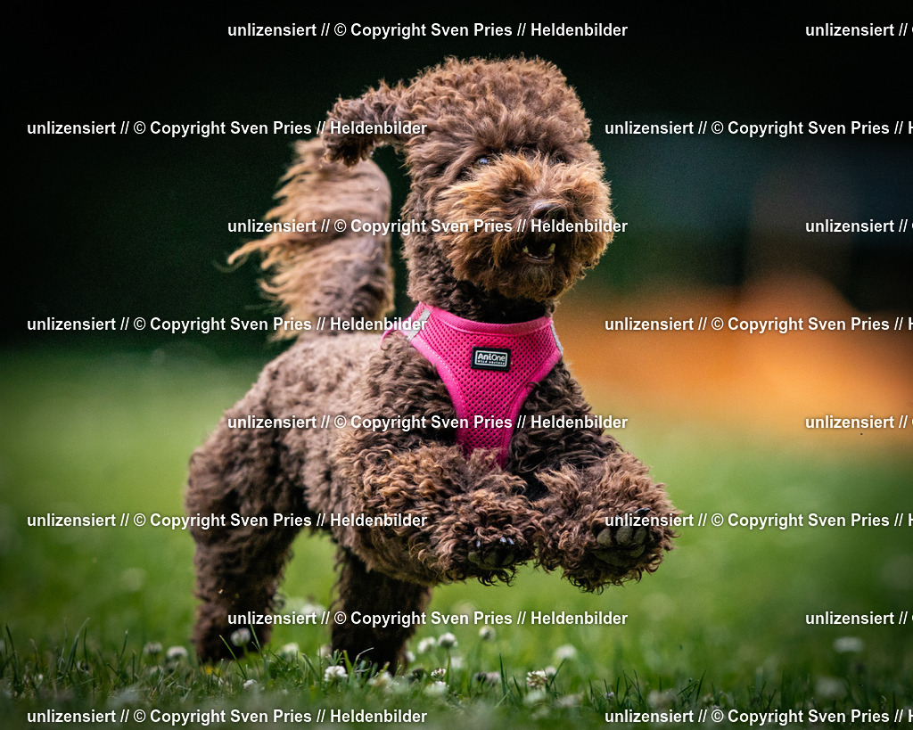 Sven Pries | 2025-05-29 - Pudelrennen KA-Durlach - Realisiert mit Pictrs.com