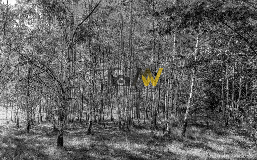 harz-buchenwald_swx | Hochauflösende und hochwertige Bilder und Fotos.Kommerzielle oder private Nutzung ✔ Bilder downloaden✔ Acryl ✔ Leinwand ✔ Poster ✔
 - Realisiert mit Pictrs.com