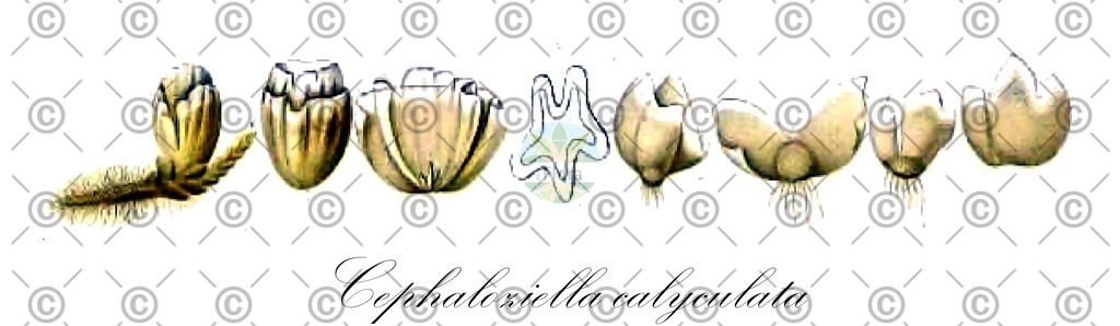 HistAbb_wfo-0001196198_1_ENZY_Simple | Historische Abbildung von Cephaloziella calyculata - Cephaloziellaceae | Historical Illustration of Cephaloziella calyculata - Cephaloziellaceae