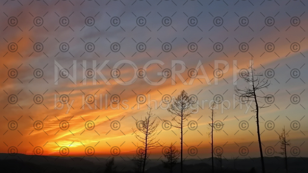 Sonnenuntergang | Die untergehende Sonne bringt die Wolken zum Glühen. Im Vordergrund ragen die Baumkronen in den Abendhimmel.