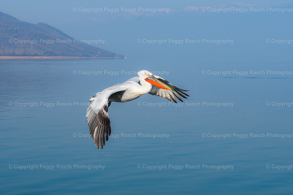 Pelikane (17) | PeggyRaschPhotography - Realisiert mit Pictrs.com