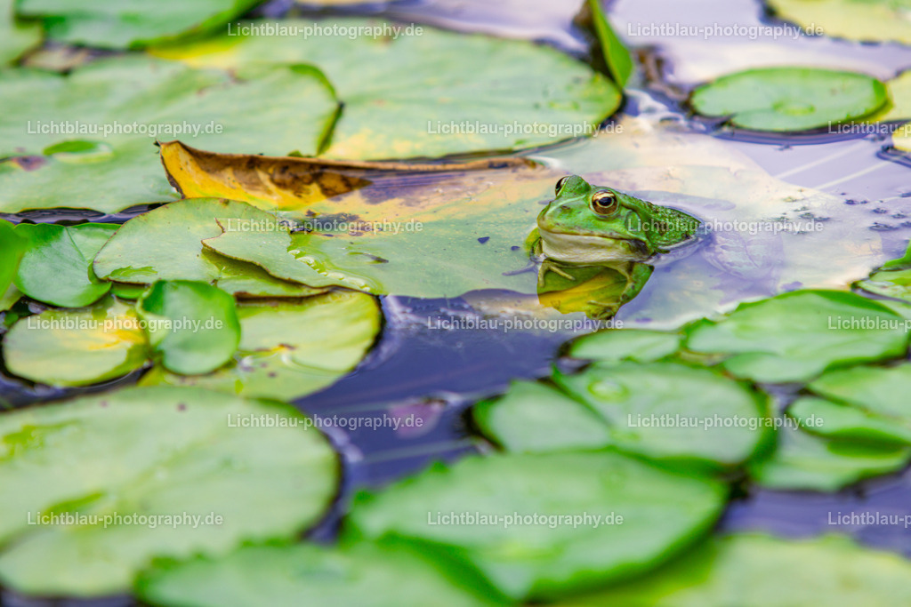 Frösche  | Der Botanische Garten Freiburg wurde 1620 begründet. Er war damit einer der ersten in Deutschland nach Leipzig (1580), Jena, Heidelberg und Gießen. Der damalige Botanische Garten wurde von der medizinischen Fakultät als Lehrgarten angelegt und wurde im Dreißigjährigen Krieg zerstört. Danach wurde er wieder eingerichtet, musste aber 1677 nach der Annexion der Stadt durch Frankreich den von Vauban geplanten Festungsanlagen weichen. - Realisiert mit Pictrs.com