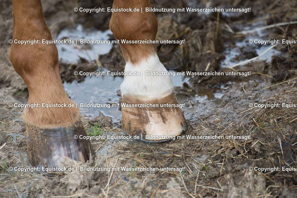 20160626_Hufe_im_Matsch_0001 | Foto: Thomas Hartig