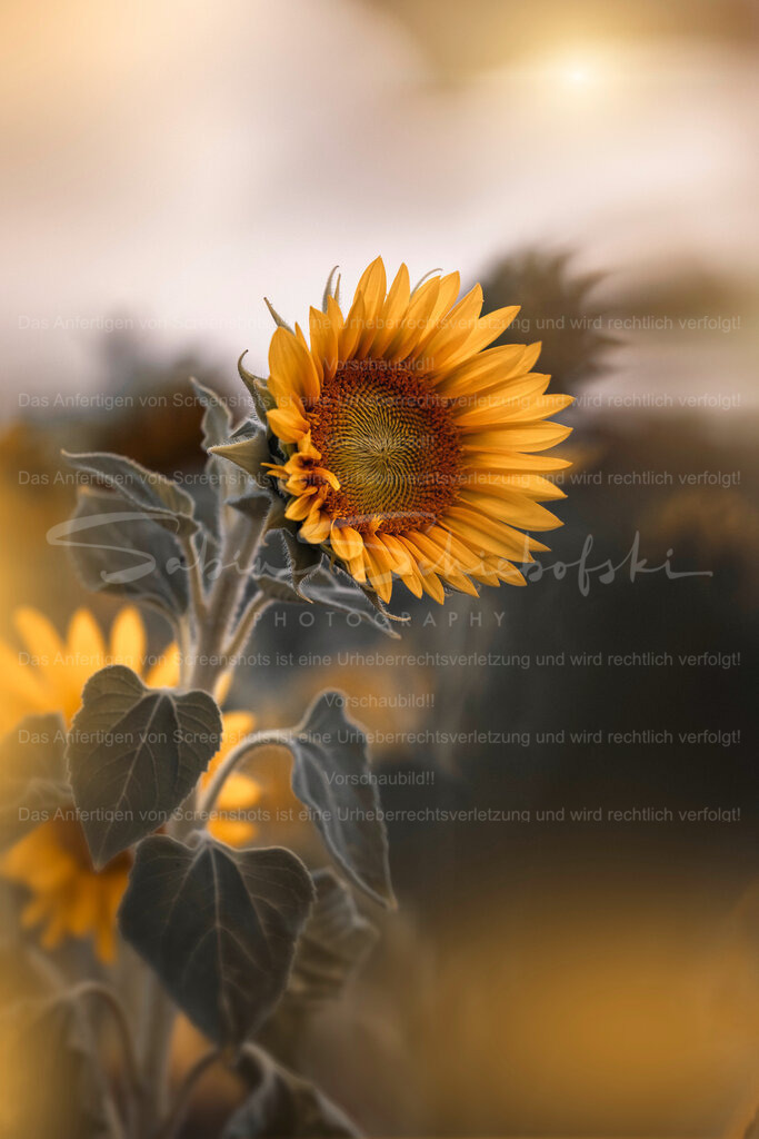 Evening Glow | Exklusive Naturfotografie für stilvolle Wanddekoration ★ Premium Wandbilder Made in Germany ✔️ FineArt Drucke & Downloads ✔️ Brillante Farben, höchste Qualität & weltweiter Versand ✔️ - Realisiert mit Pictrs.com