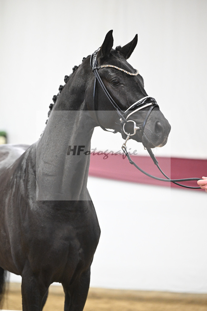 Kat-Nr. 56 Fair Deal x Fuerst Heinrich_Wilhelm u. Marvin Klausing GbR_47252085 | hf-fotografie - Realisiert mit Pictrs.com