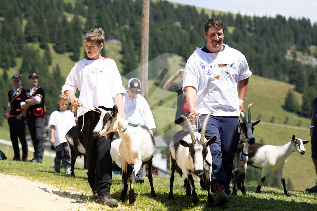 Rigi2025_2105 | Die Schwinger des Schwyzer Kantonalen Schwingerverbandes: Fotos, die Dynamik und Leidenschaft festhalten, sowie emotionale Momente aus dem traditionellen Schwingsport zeigen. - Realisiert mit Pictrs.com