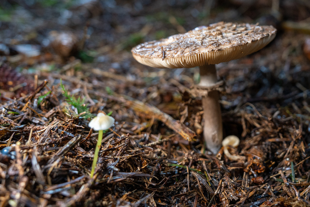 2024_10_13 A7V05418 | bridgeman - Realisiert mit Pictrs.com