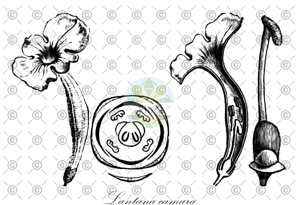 HistAbb_wfo-1000023378_1_ENZY_Simple | Historische Abbildung von Lantana camara - Verbenaceae (Wandelröschen) | Historical Illustration of Lantana camara - Verbenaceae