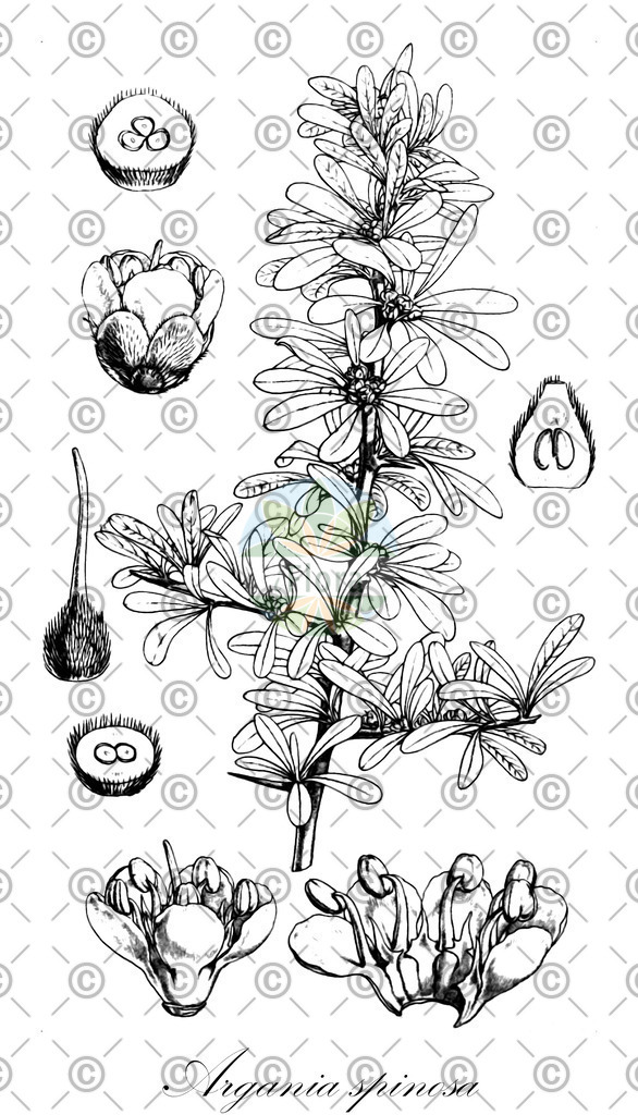 HistAbb_EMP_93363_2_SIMPLE | Historische Abbildung von Argania spinosa - Sapotaceae | Historical Illustration of Argania spinosa - Sapotaceae