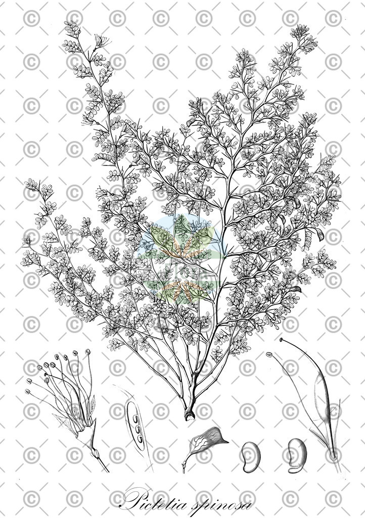 HistAbb_wfo-0001048353_2_ENZY_Simple | Historische Abbildung von Pictetia spinosa - Fabaceae | Historical Illustration of Pictetia spinosa - Fabaceae