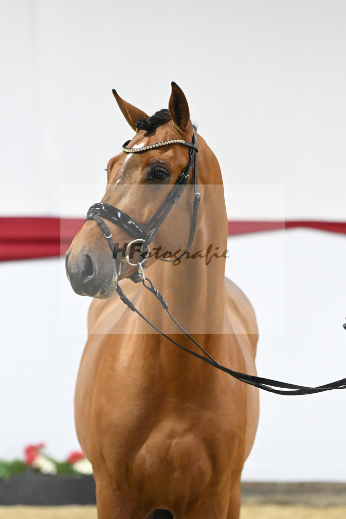 Kat-Nr. 54 v. Vaderland_Rakelbusch_63221559 | hf-fotografie - Realizzato con Pictrs.com