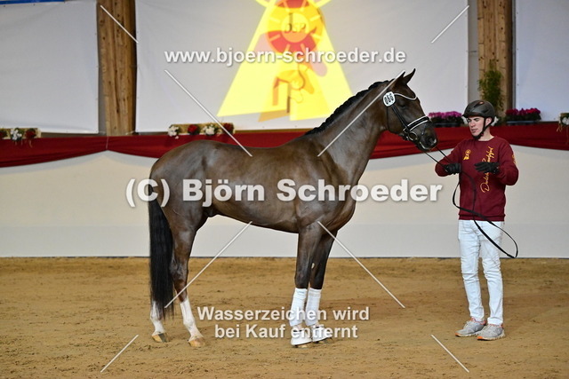 66_Revolution - Damon Hill_787_1876 | Björn Schroeder Pferdefotografie