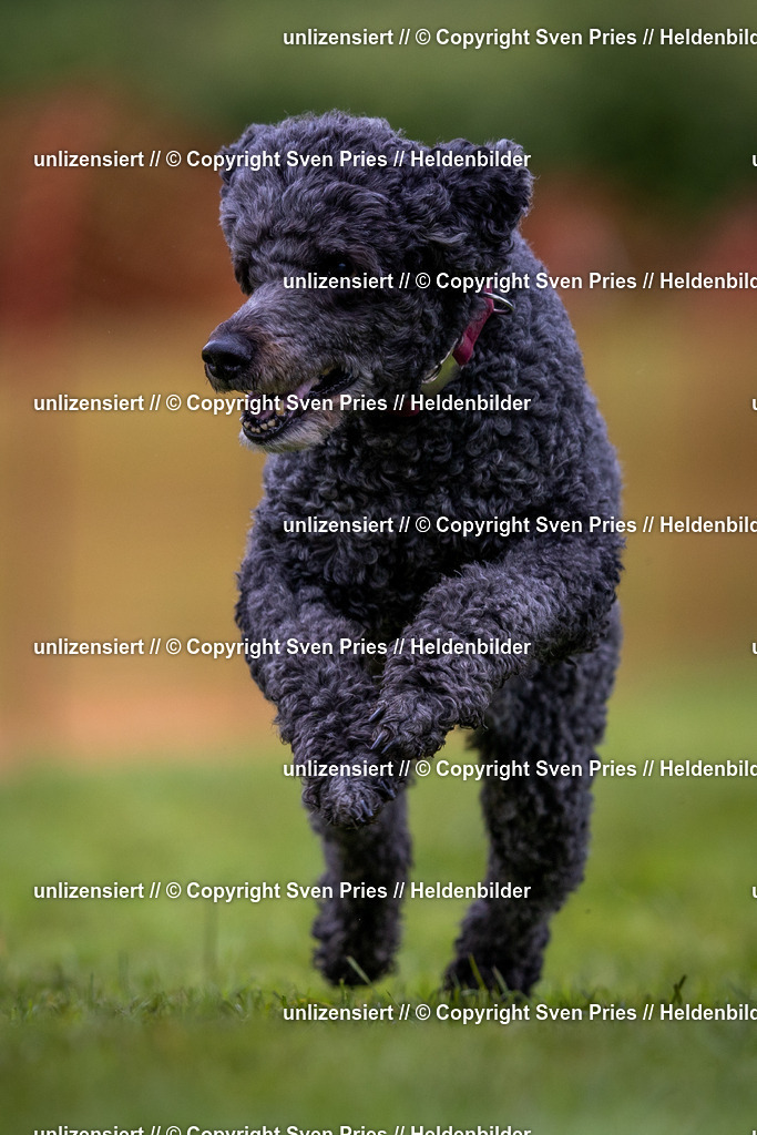 Sven Pries | 2024-04-21 - Hunderennen Baden-Oos
Foto: Sven Pries - Realisiert mit Pictrs.com