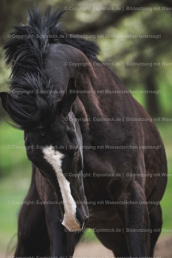 TS_20170415_Bockender_Rappe_0001 | Foto: Thomas Hartig