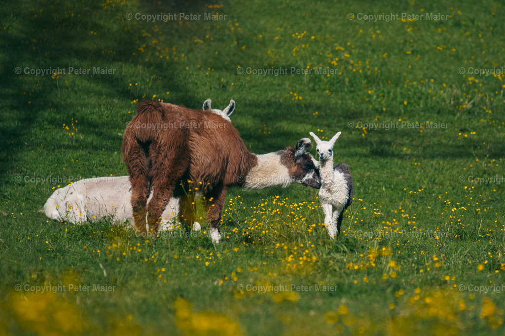 Mallnitz_24-41 | piet_flosse