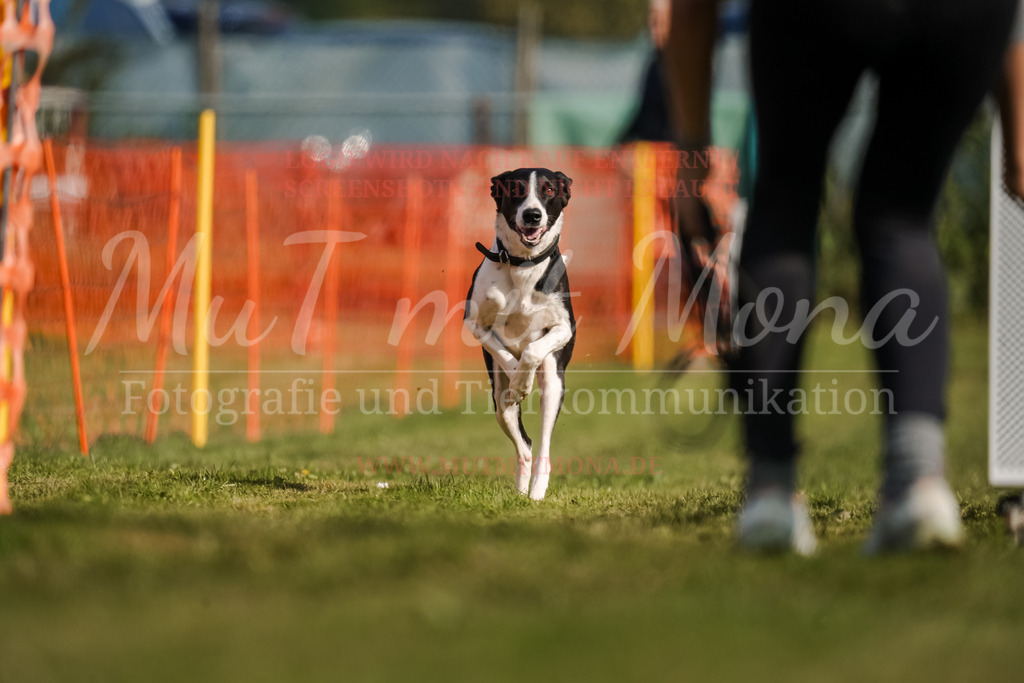 20250928_Hunderennen-171 | MuT (Mensch und Tier) mit Mona - Fotografie und Tierkommunikation - Realisiert mit Pictrs.com