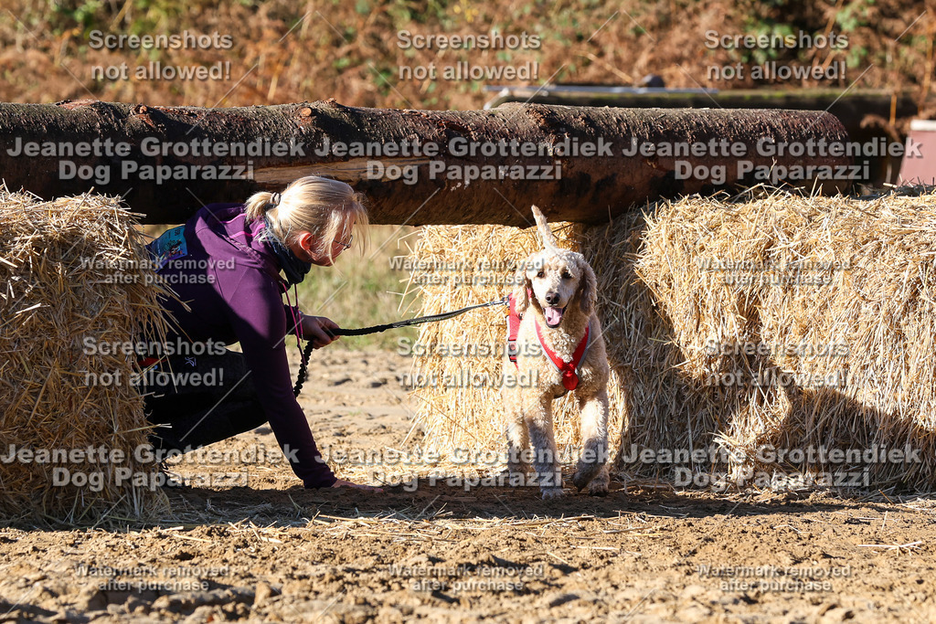 Dog Paparazzi - Strongdog 10-25-1702 | Dog Paparazzi Jeanette Grottendiek Fotografie & Videografie - Realisiert mit Pictrs.com