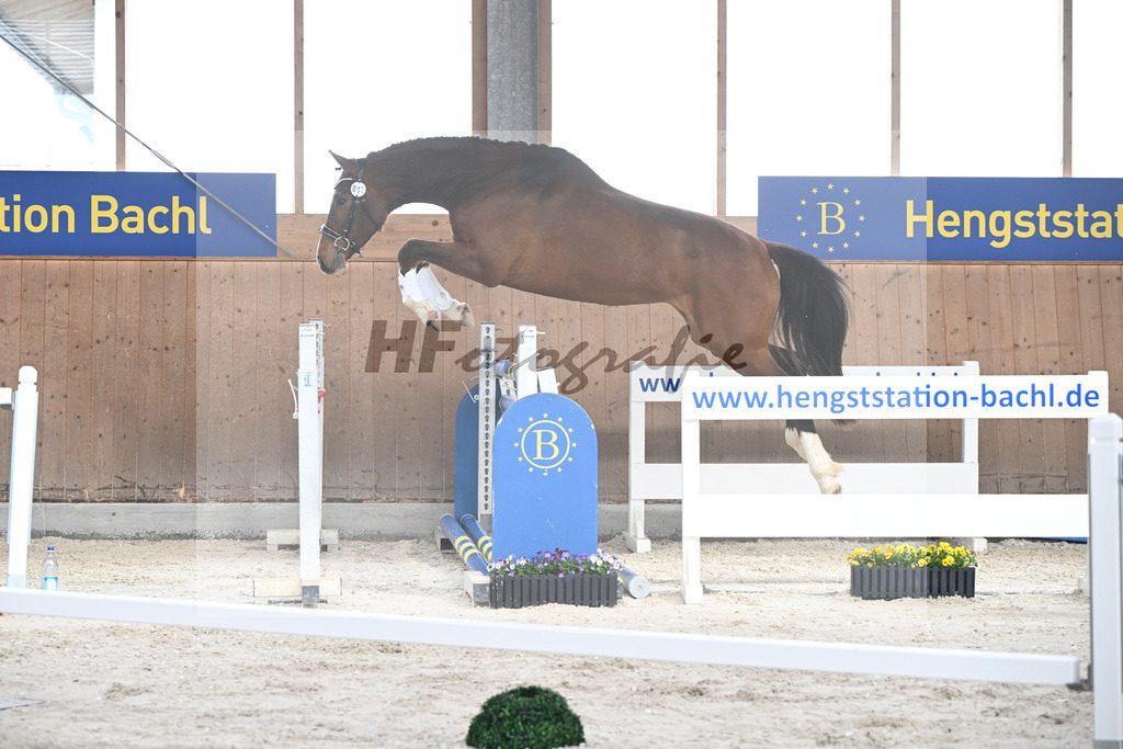 Kat-Nr. 42 Desperado v. Diago_Grundner_5250560 | hf-fotografie - Realisiert mit Pictrs.com