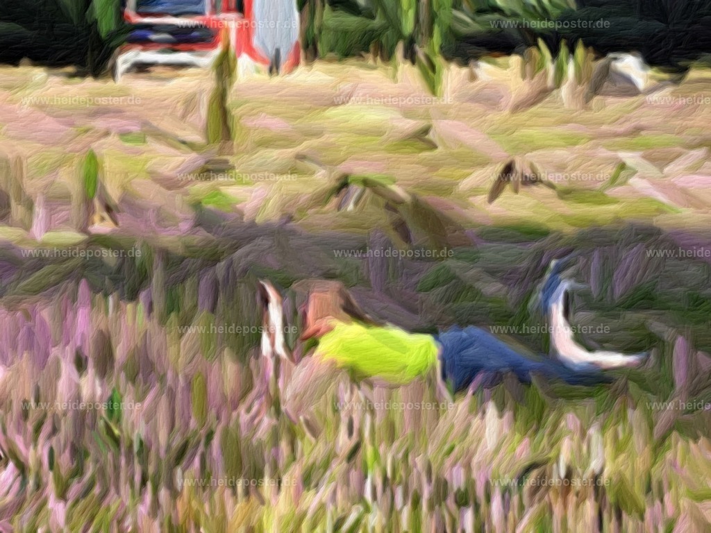 brushed_201208_heide_DSCF3164 | Poster aus der Lüneburger Heide - Realisiert mit Pictrs.com