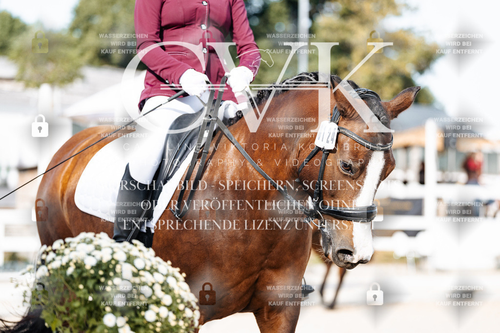 CK904970 | Turnierfotografie Pferdefotografie Trier Rheinland-Pfalz Pferdesport Reitsport Tierfotografie Sportfotografie Pferdevideo Pferdevideografie Equestrianvideography equestrianphotography  - Realisiert mit Pictrs.com