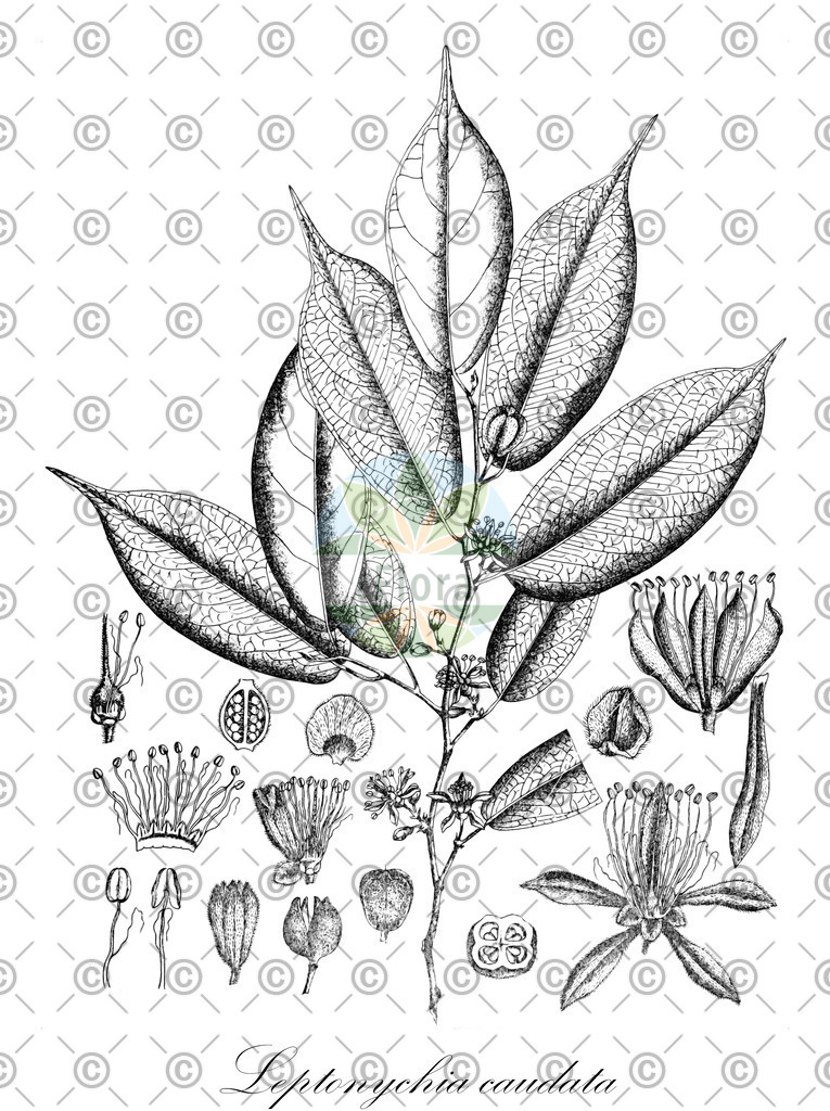 HistAbb_wfo-0001035104_1_ENZY_Simple | Historische Abbildung von Leptonychia caudata - Malvaceae | Historical Illustration of Leptonychia caudata - Malvaceae