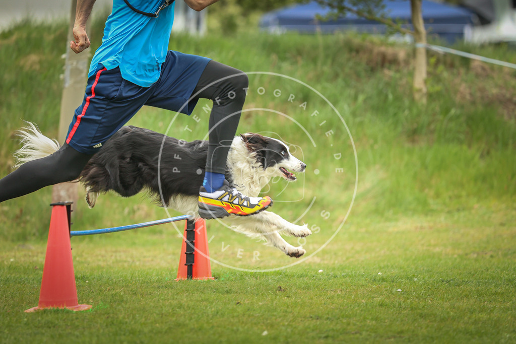 Pfotenfotografie_0L8A0093 | Hundefotografie, Tierfotograf, Pfotenfotografie, Fotoshooting Hund, Hunde Portrait, Hundesport, Hundeportraits, Heideshooting, Hunde, Sportfotograf, Hundefotograf, Turnierhundsport, THS,  - Realisiert mit Pictrs.com