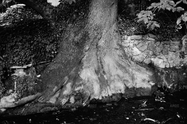 Baum Füße 15 | ARDT Foto Kunst