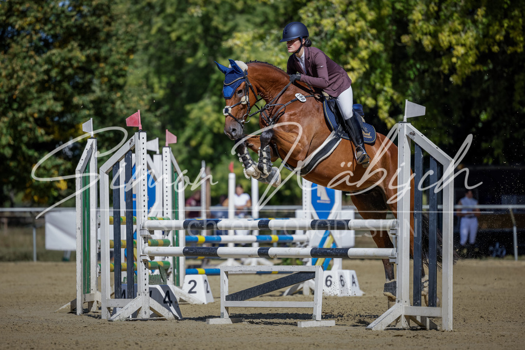 20250906-_3LI3803 | Tierfotografie Pferde, Hunde, Katzen, Haustiere.
Turnierfotografie Reitturniere, Reiten, Springreiten, Dressur in Hanau, dem Main-Kinzig-Kreis und dem Rhein-Main- Gebiet um Frankfurt