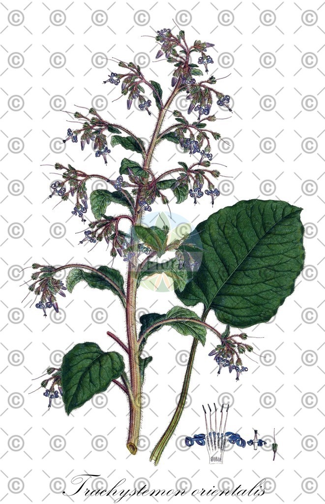 HistAbb_EMP_92150_2_FloraD_Simple | Historische Abbildung von Trachystemon orientalis - Boraginaceae (Orientalischer Rauling;Orient-Rauhblatt) | Historical Illustration of Trachystemon orientalis - Boraginaceae