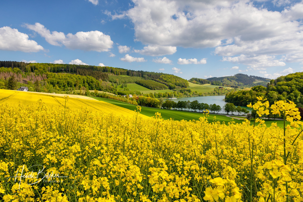 Rapsfeld am Hennesee | Rapsfeld bei Mielinghausen am Hennesee - Realisiert mit Pictrs.com