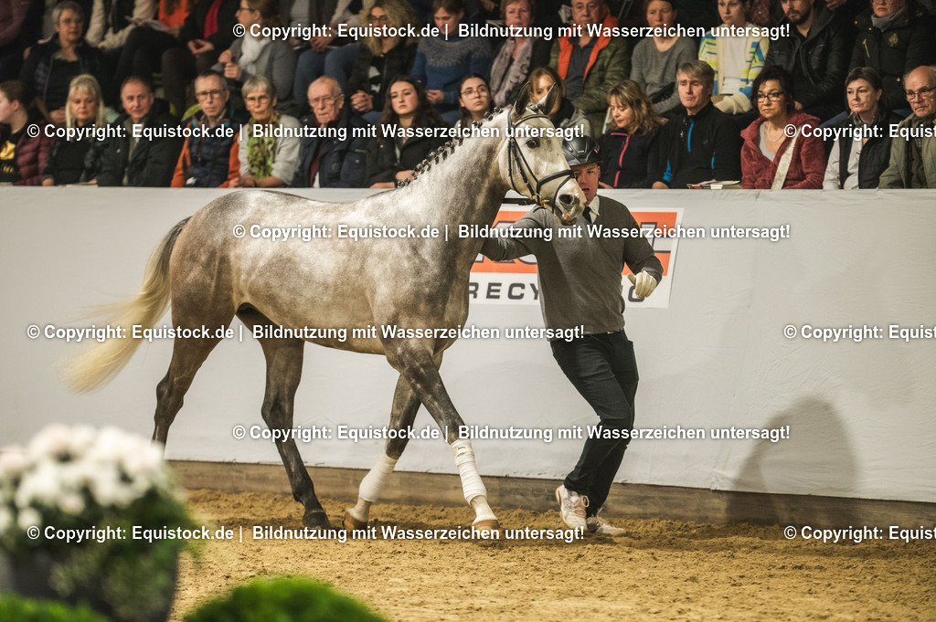 20240302_Hengstvorstellung_Marbach_TOMsPiC_0959-2 | equistock