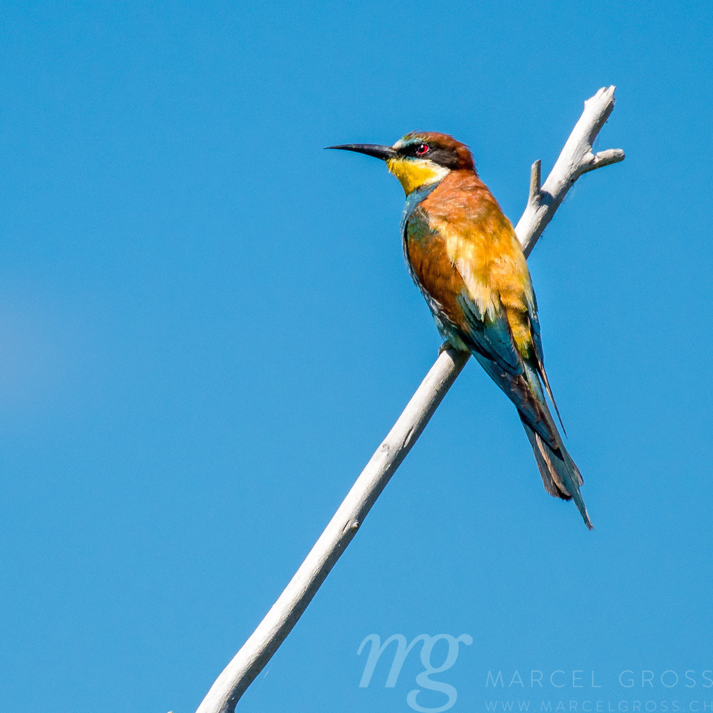 Swiss Beeater in Leukerfeld on a branch | Die ideale Geschenkidee für Naturliebhaber. Naturbilder von Marcel Gross Photography für ihr Zuhause in den verschiedensten Formaten und Materialien. - Realisiert mit Pictrs.com