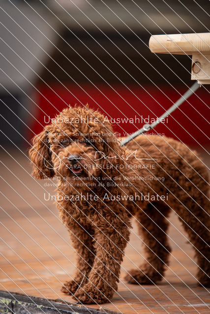 LR262_SD_01598 | saradresslerfotografie - Realisiert mit Pictrs.com