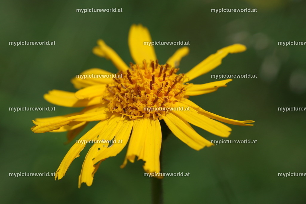 Arnika-001 | Das Bilderarchiv über Tiere, Planzen und Landschaften. In der Bilddatenbank finden Sie ein große Auswahl an hochwertigen Bilder für Ihre Werbung - Realized with Pictrs.com