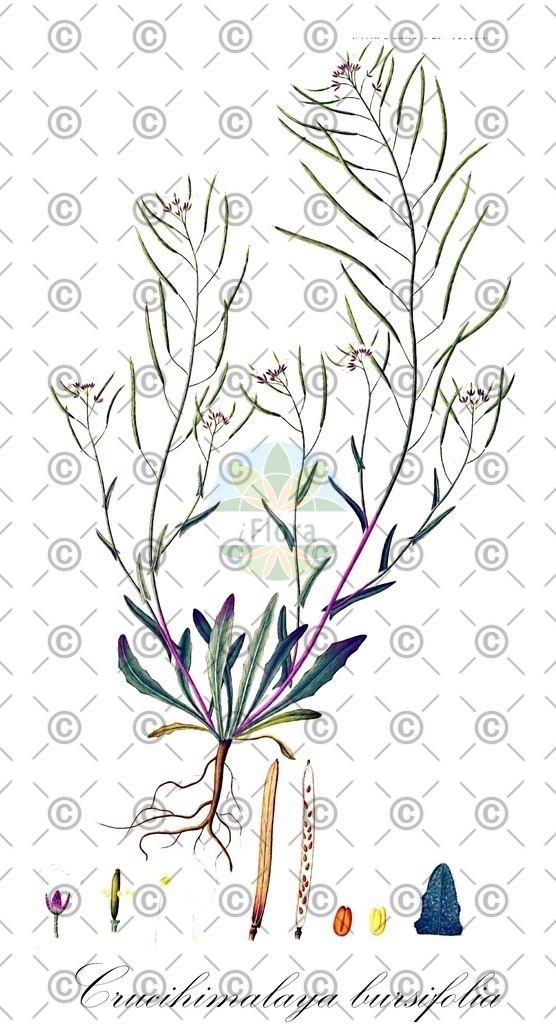 HistAbb_wfo-0000932997_1_ENZY_Simple | Historische Abbildung von Crucihimalaya bursifolia - Brassicaceae | Historical Illustration of Crucihimalaya bursifolia - Brassicaceae