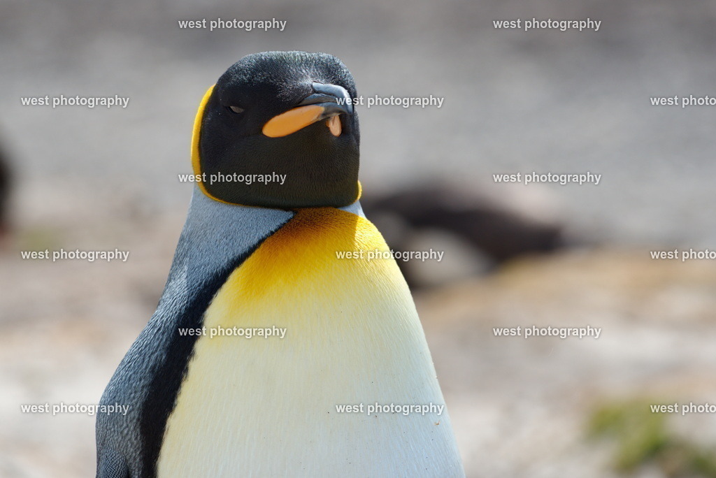 King Penguin 2 SND - FLK 2014 | west photography - Realisiert mit Pictrs.com