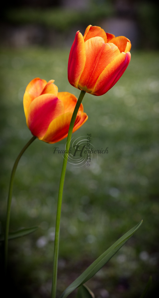 _X0A1247bea | Frank Herberich Fotografie, Frank Herberich, Fotografie, Hochzeit, Portrait, St. Peter Ording, Ording, Westerhever, Nordsee, Frank Fotografie, Hardheim,  Odenwald,Walldürn, Band,Eventfotografie - Realisiert mit Pictrs.com