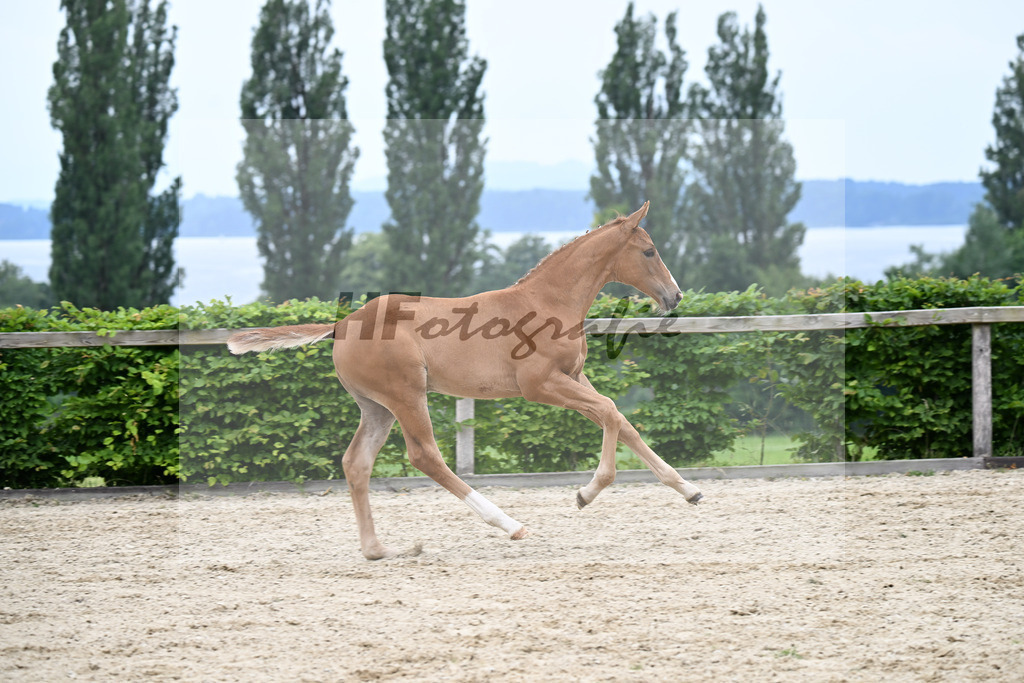Kat-Nr. 7 Extreme U.S. x Destano_SF_Butolo u Reininger_14250421 | hf-fotografie - Realisiert mit Pictrs.com