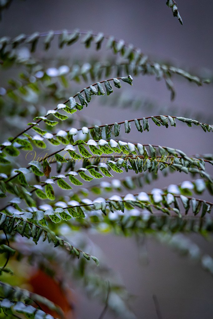 P 67 | Christian Vulin  - Realisiert mit Pictrs.com