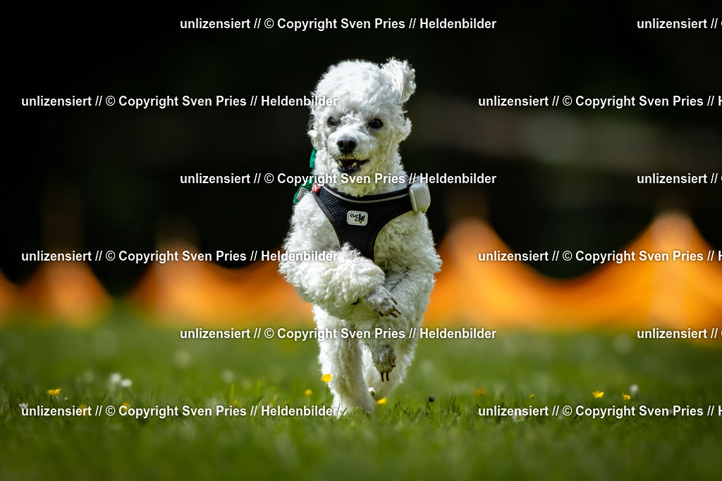 Sven Pries | 2026-05-14 - Hunderennen KA Durlach Vatertag 2026 - Realisiert mit Pictrs.com