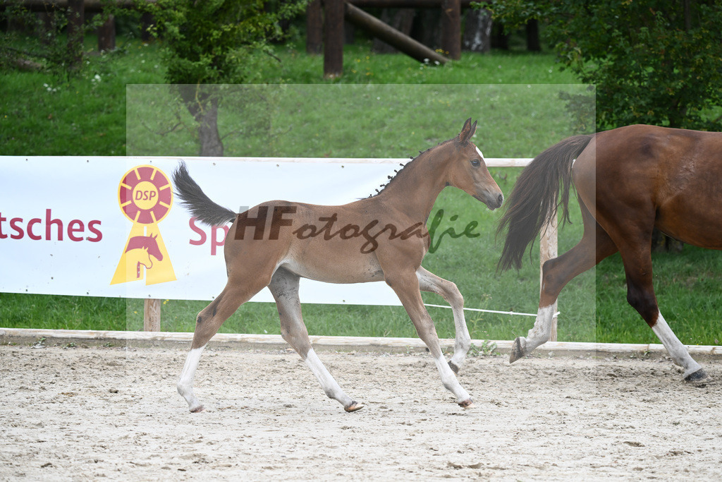 Kat-Nr. 30 SF Fidertanz_Joner_25230670 | hf-fotografie - Realisiert mit Pictrs.com