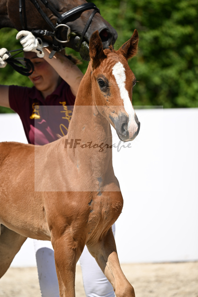 Follow Hims Schoenweide x Rubin-Royal_SF_Haas_13251440 | hf-fotografie - Realizzato con Pictrs.com