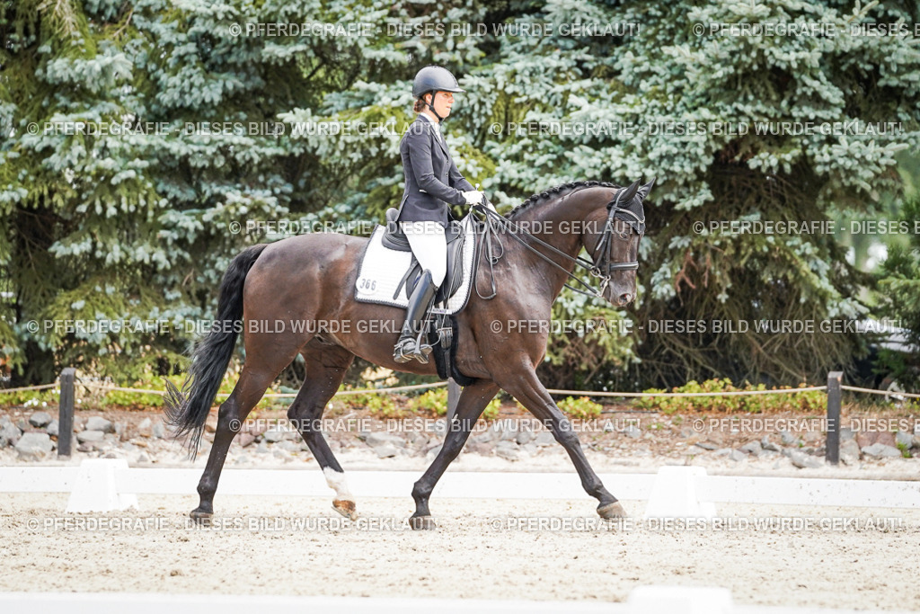 DSC02915 | Pferdegrafie