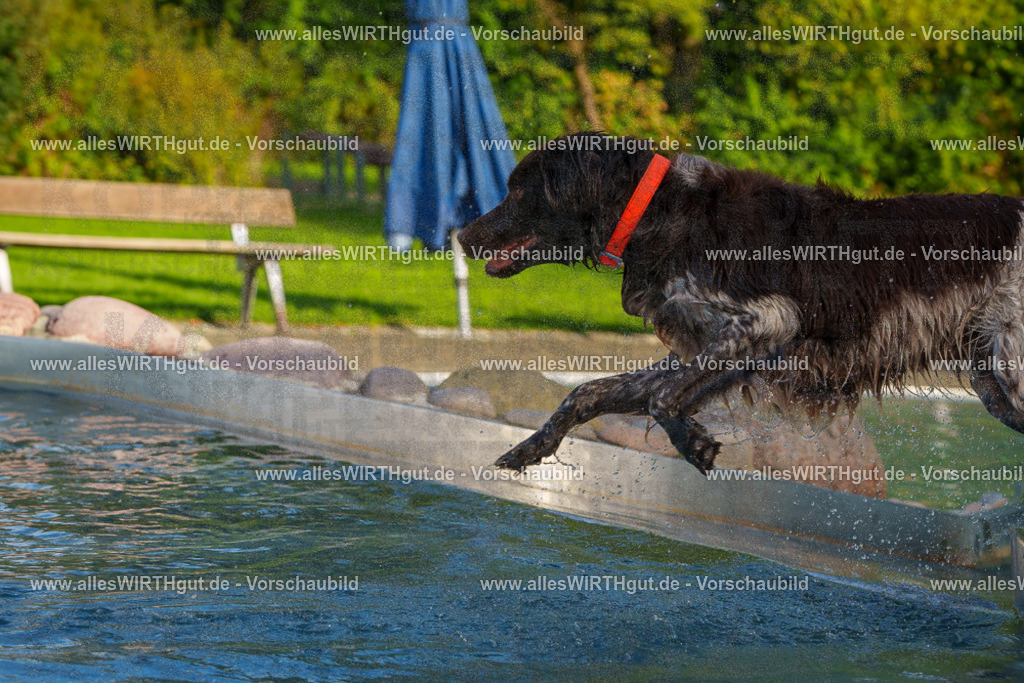 Hundeschwimmen_Grefrath_2026-allesWIRTHgut_Tierfotografie-15_42-FAY01326 | Professionelle Tierfotografie in Mönchengladbach von Daniel Wirth (allesWIRTHgut). Liebevolle & natürliche Bilder von Hunden & Katzen für unvergessliche Erinnerungen.